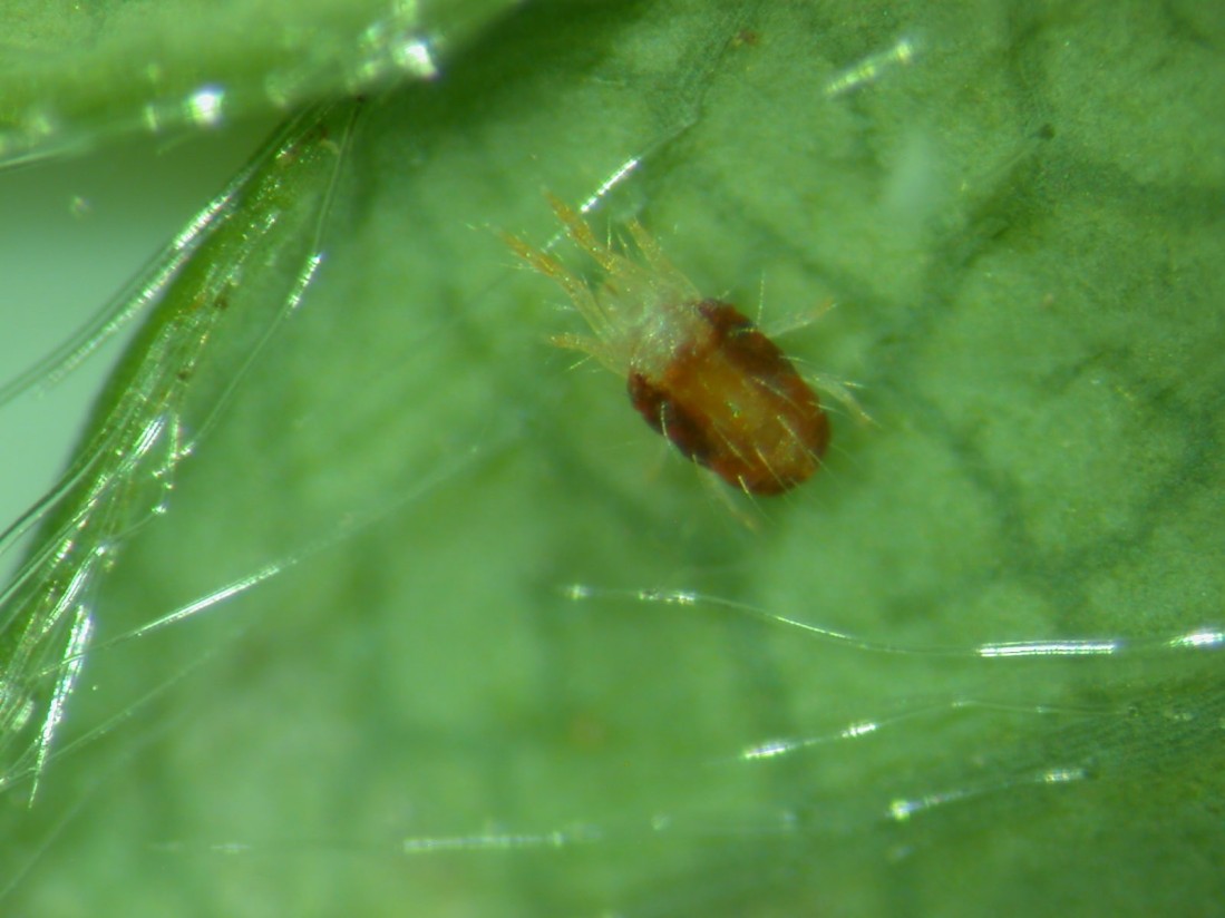 Gestión integrada de la araña roja en campos de fresas de Huelva