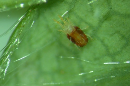 Gestión integrada de la araña roja en los fresales de Huelva