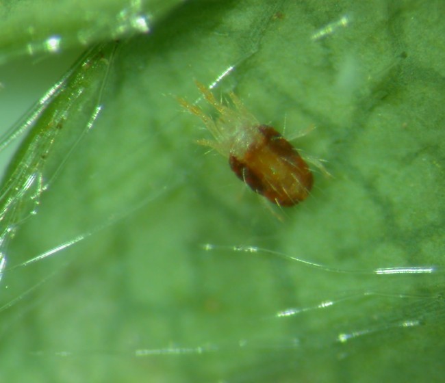 Gestión integrada de la araña roja en los fresales de Huelva