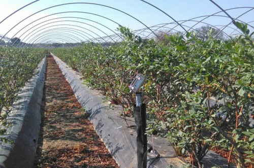Ingenieros técnicos agrícolas organizan en Huelva la VI Jornada Técnica del Arándano