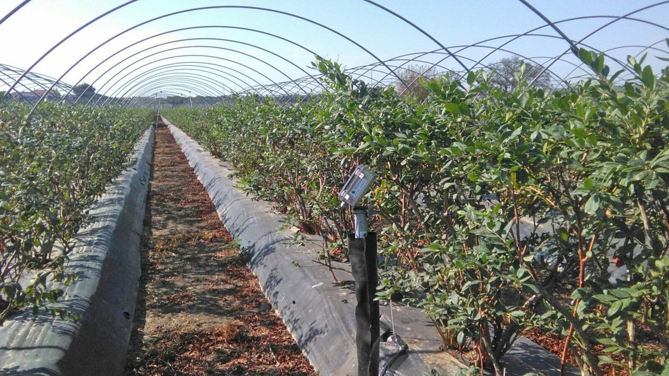 Ingenieros técnicos agrícolas organizan en Huelva la VI Jornada Técnica del Arándano