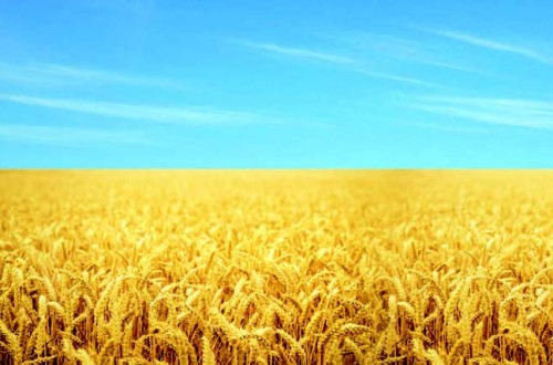 Incertidumbre y volatilidad en exceso para la campaña 2022/23 de cereales