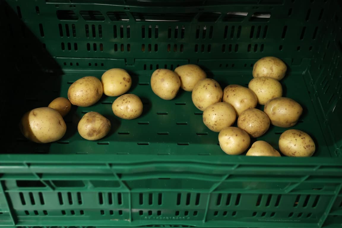 Menor producción de patata en la UE y España este año y menores siembras previstas para 2023