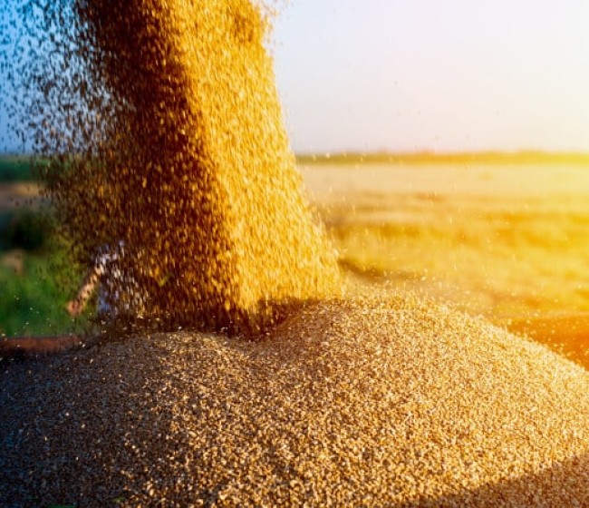 Unión de Uniones pide rigor en el seguimiento de las importaciones de cereales tras el fin del régimen temporal con Ucrania