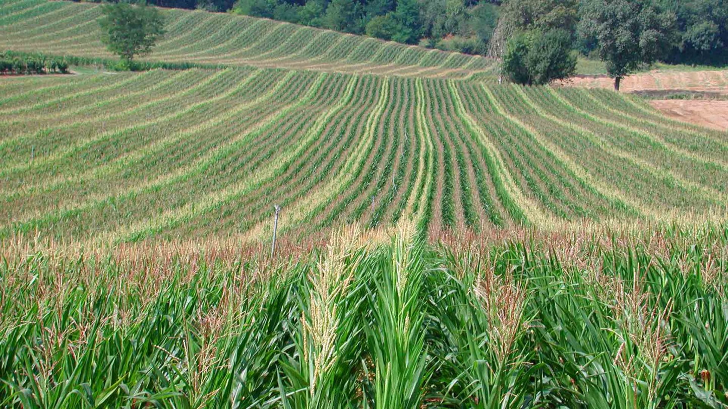 Semillas de excelencia Maize in France para un mayor rendimiento y calidad en la producción de maíz