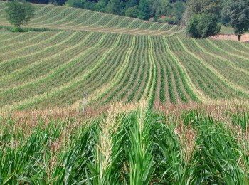 Semillas de excelencia Maize in France para un mayor rendimiento y calidad en la producción de maíz