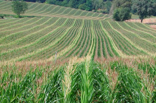 Semillas de excelencia Maize in France para un mayor rendimiento y calidad en la producción de maíz