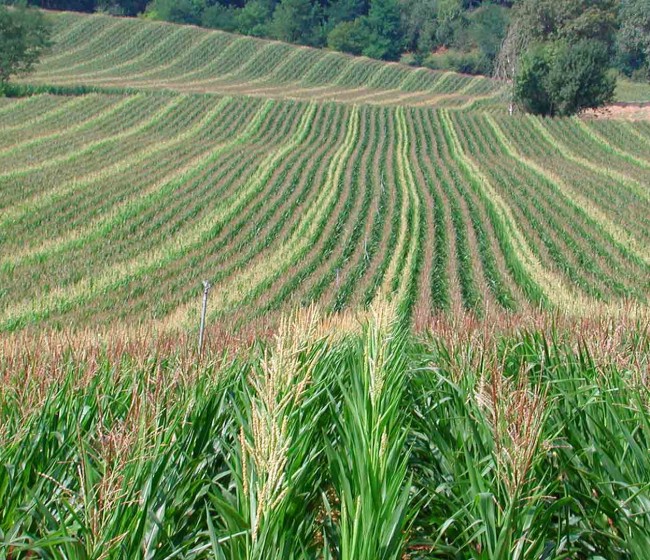 Semillas de excelencia Maize in France para un mayor rendimiento y calidad en la producción de maíz