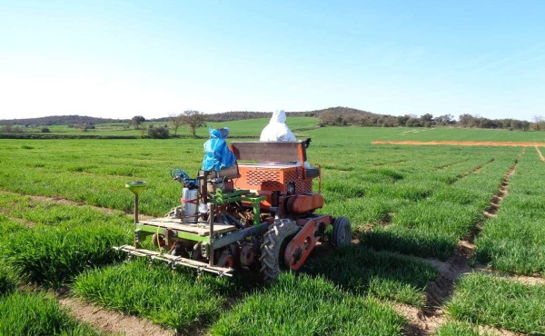 Evaluación de la sensibilidad a herbicidas en cereales de invierno