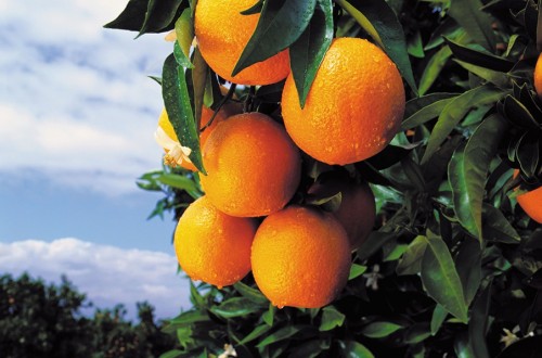 Asaja Andalucía alerta del incumplimiento de la ley de la cadena alimentaria en el sector del zumo de naranja