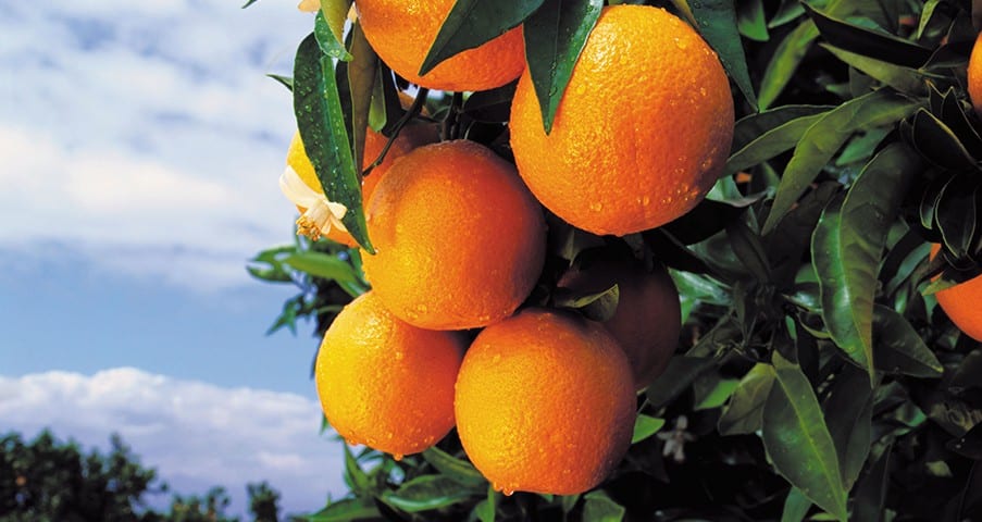 Naranjas