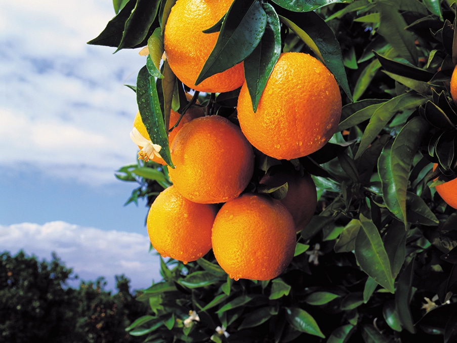 AVA-ASAJA recrimina a “Don Simón” el anuncio que ataca el consumo de naranjas en fresco