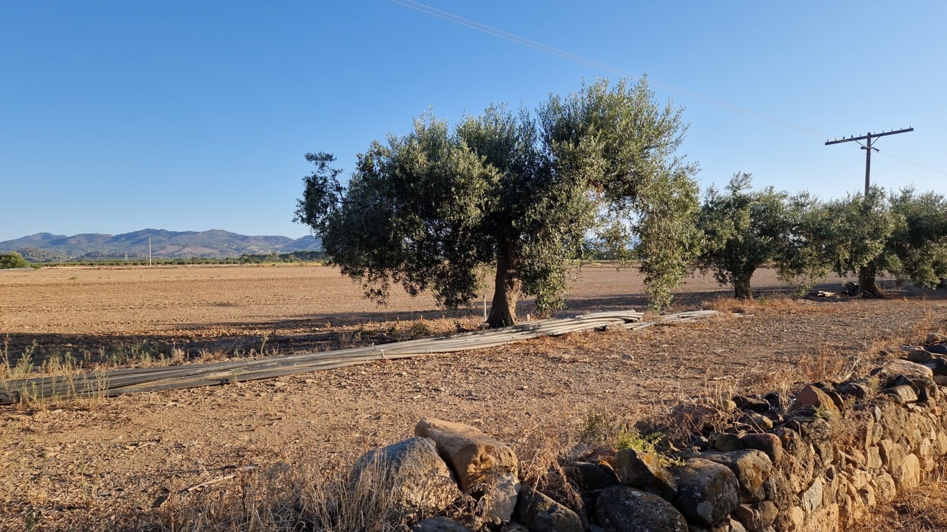 Octubre, primer mes de campaña 2022/23, trajo una producción de 30.500 t de aceite de oliva