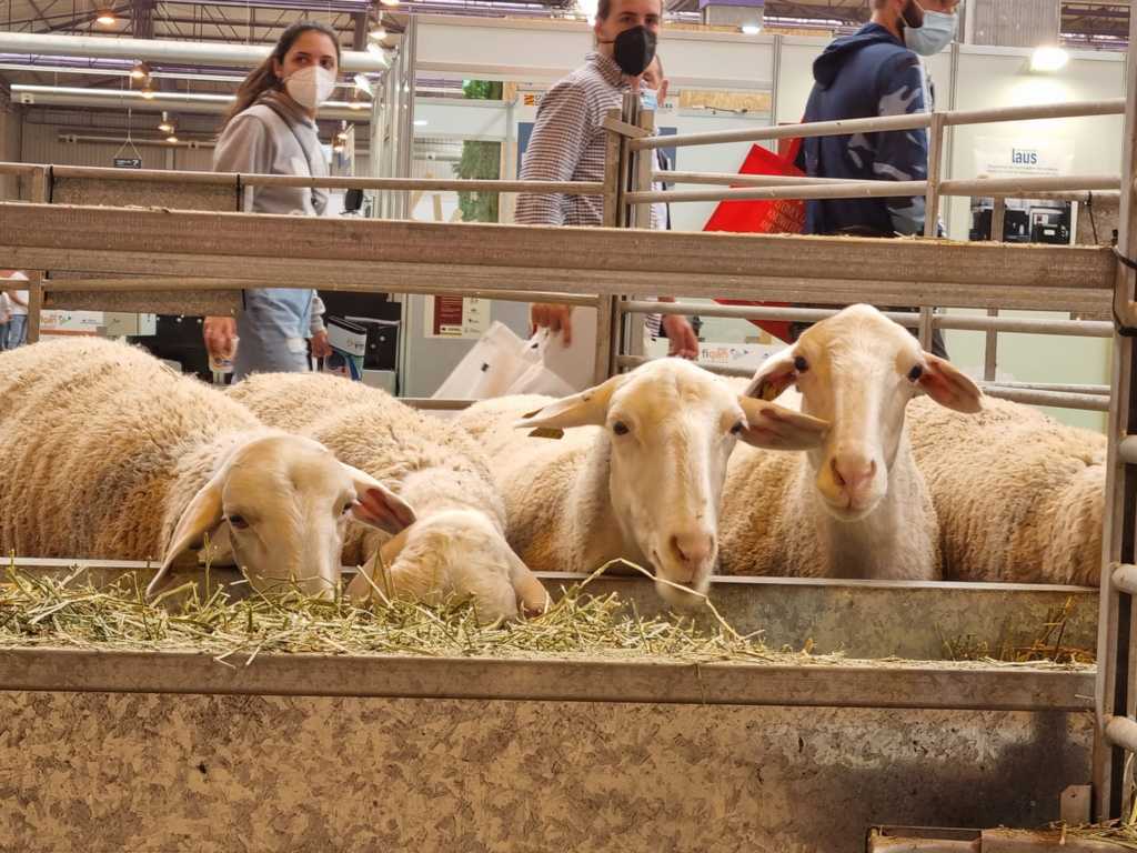 Aprobada una nueva normativa que refuerza la sanidad y protección de los animales durante el transporte