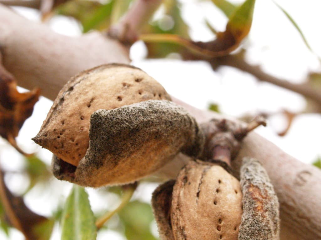 El sector valenciano de frutos secos prevé una caída del 55% de la producción de almendra