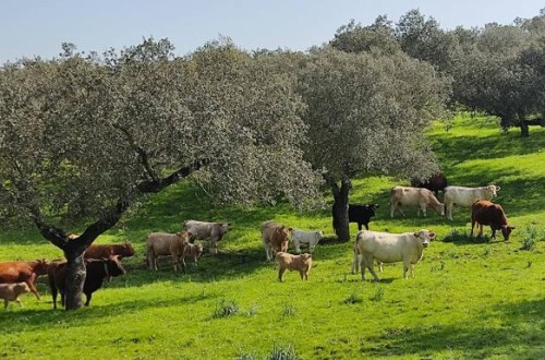 Primer foco de Enfermedad Hemorrágica Epizoótica bovina en Extremadura