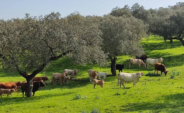 Primer foco de Enfermedad Hemorrágica Epizoótica bovina en Extremadura