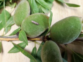 Plagas emergentes en  el cultivo del almendro en el sureste español