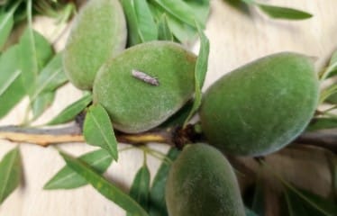 Plagas emergentes en  el cultivo del almendro en el sureste español