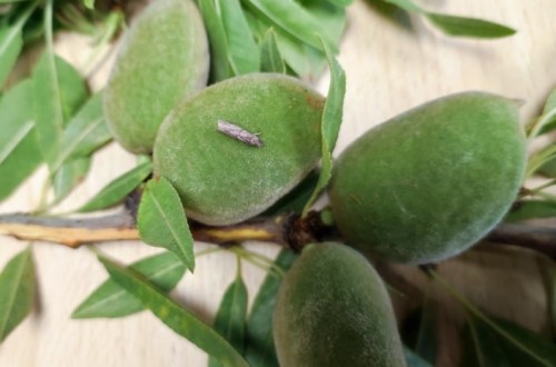 Plagas emergentes en  el cultivo del almendro en el sureste español