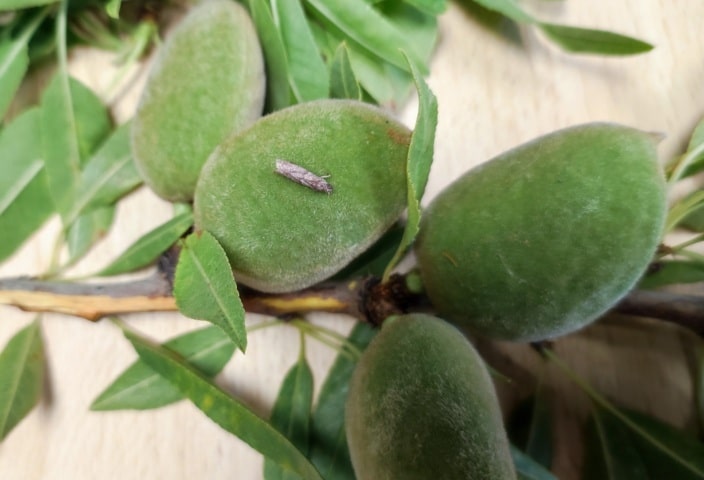 Plagas emergentes en  el cultivo del almendro en el sureste español