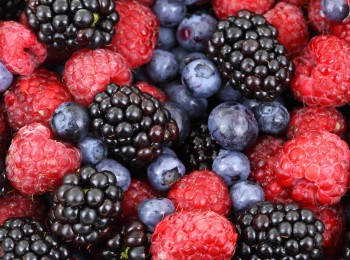 UPA avisa de que la cifra de contratados en origen no cubre la demanda de los frutos rojos