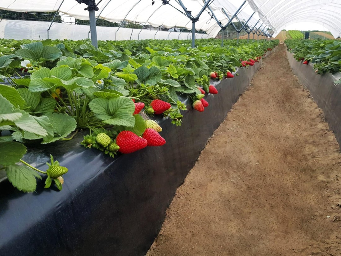 La superficie de cultivo de frutos rojos se mantiene en la campaña 2022/23 en Huelva