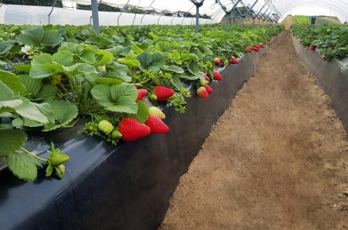 La superficie de cultivo de frutos rojos se mantiene en la campaña 2022/23 en Huelva