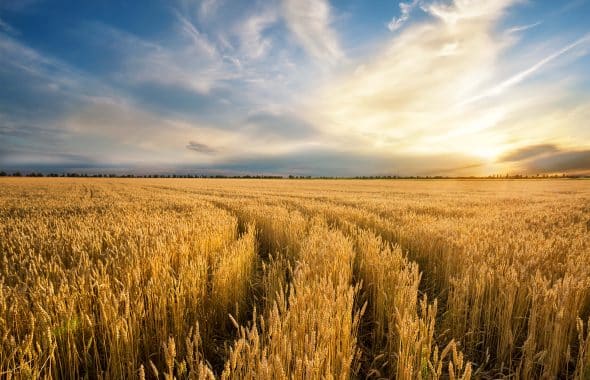 Coceral prevé un aumento de la cosecha de cereales en la UE-27 y Reino Unido en 2023