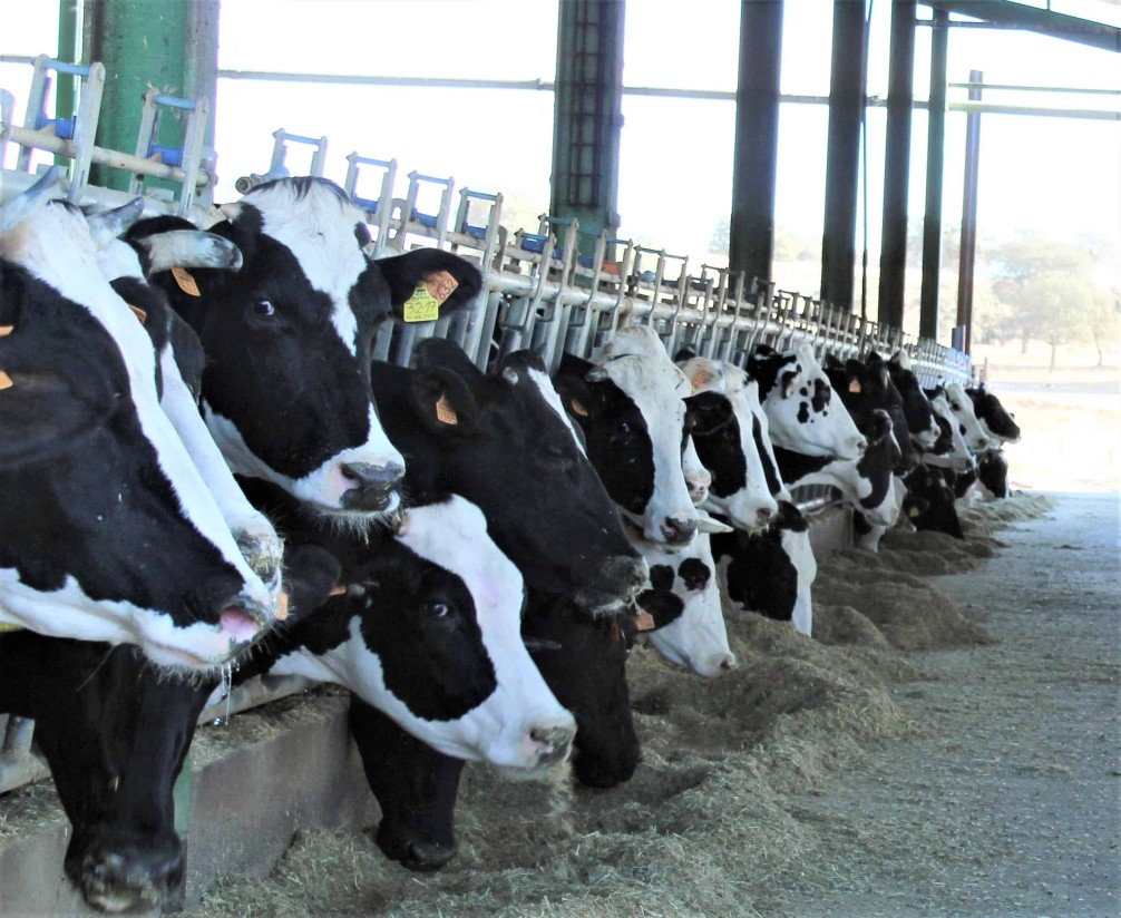 Primeras demandas de ganaderos gallegos y castellanoleoneses al cártel de la leche