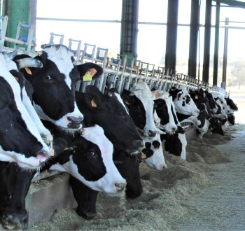 Primeras demandas de ganaderos gallegos y castellanoleoneses al cártel de la leche