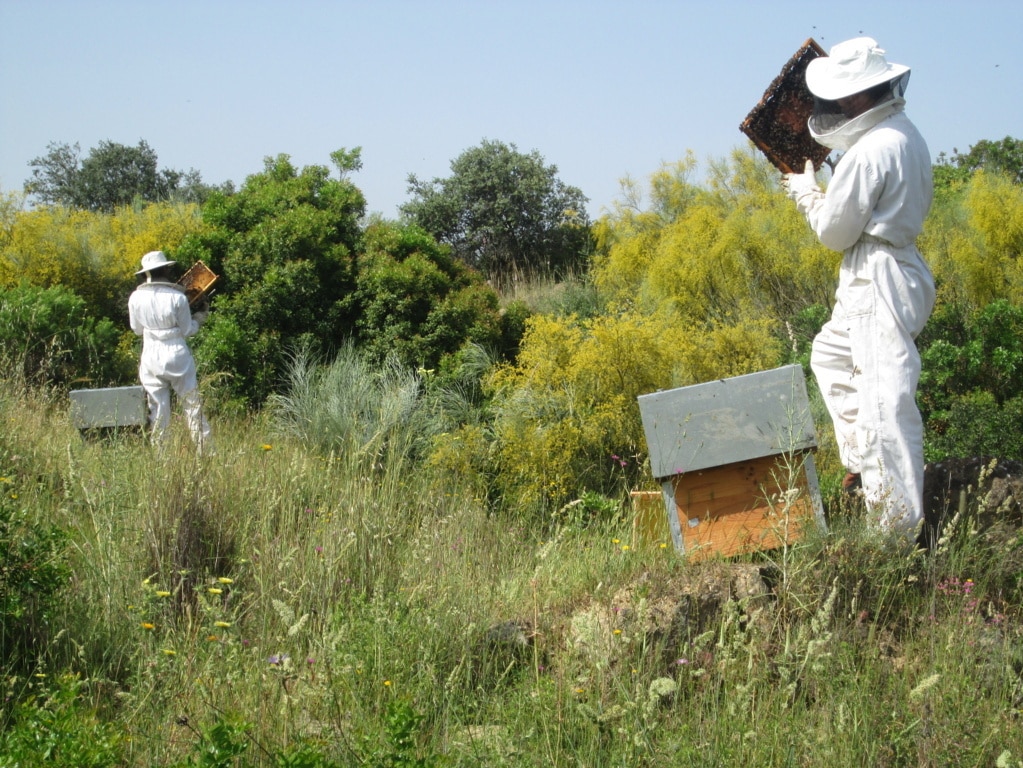 SOS del sector profesional apícola español ante la «gravísima situación» de esta actividad ganadera