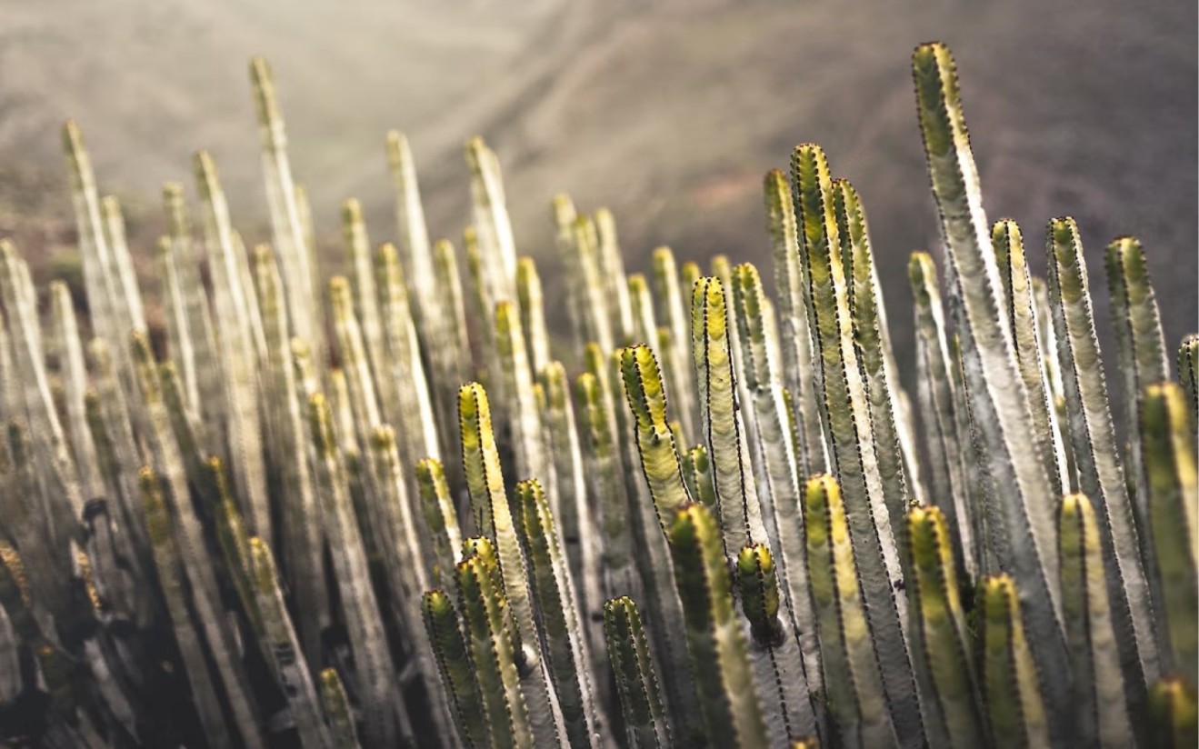 El BOE publica el Plan Estratégico estatal del Patrimonio Natural y de la Biodiversidad a 2030