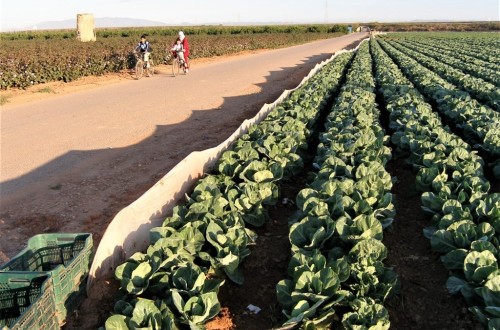 Trasvase Tajo-Segura: agricultores murcianos del Campo de Cartagena lamentan la debilidad de sus instituciones