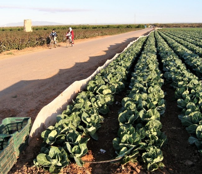 Trasvase Tajo-Segura: agricultores murcianos del Campo de Cartagena lamentan la debilidad de sus instituciones