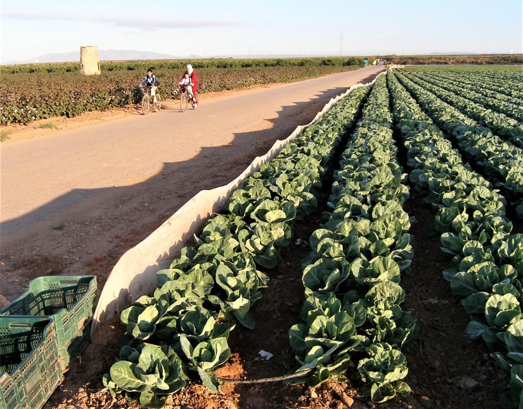 Trasvase Tajo-Segura: agricultores murcianos del Campo de Cartagena lamentan la debilidad de sus instituciones