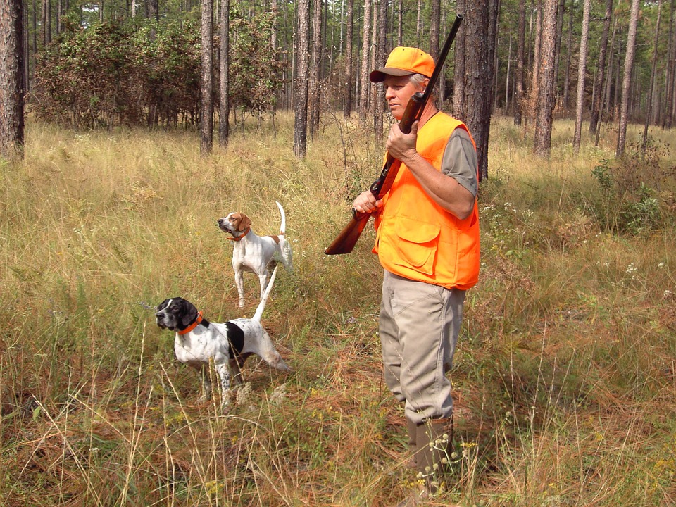 Los perros de caza serán excluidos de la nueva Ley de Protección Animal mientras practican la actividad