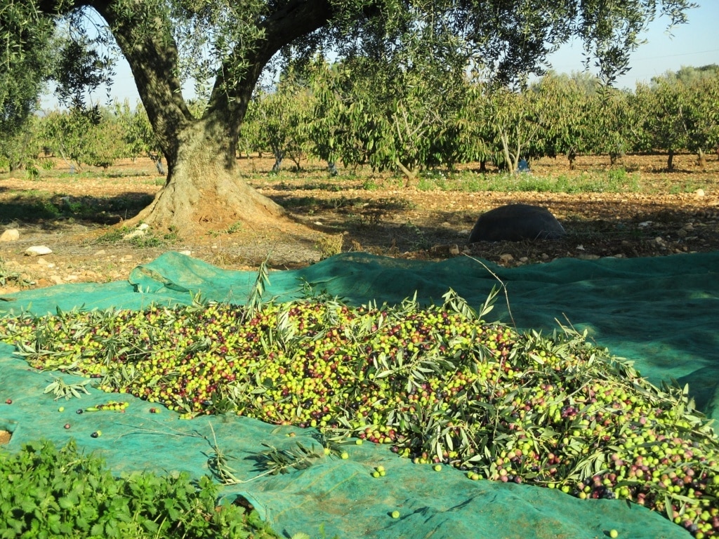 El mercado absorbió casi 110.300 t de aceite de oliva en noviembre pese a los elevados precios