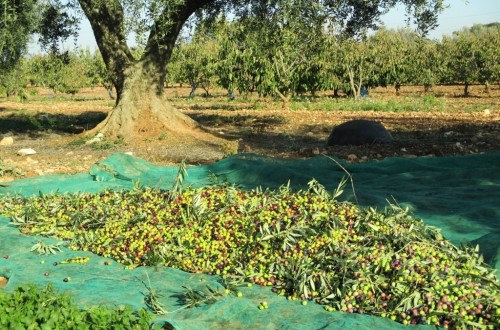El paro agrario registrado descendió un 3,7% y en 4.507 desempleados en noviembre