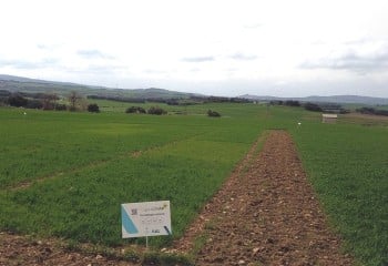 Agromaster con Polysulphate, la combinación perfecta para la nutrición del cereal