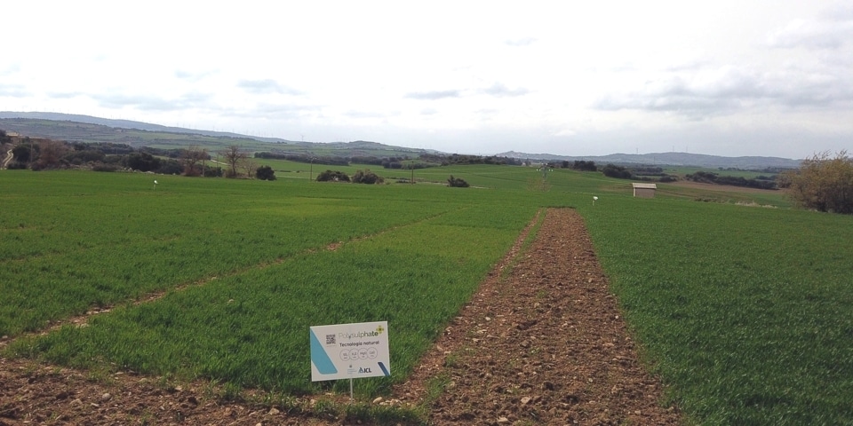 Agromaster con Polysulphate, la combinación perfecta para la nutrición del cereal