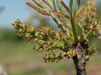 Estudio de las principales variedades de pistachero