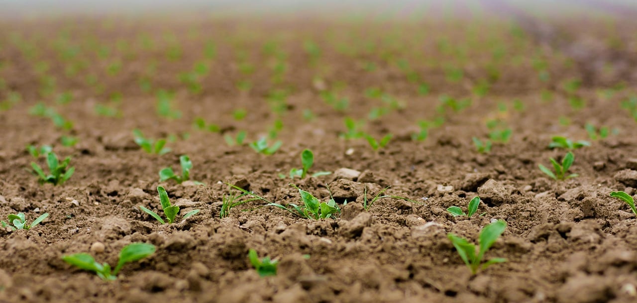 Solicitan al Ministerio de Agricultura flexibilizar la comercialización de semillas entre agricultores