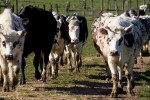 Cinco CC.AA. alcanzaron precios medios de 0,60 €/litro en origen de la leche de vaca en octubre