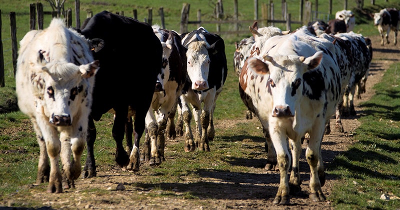 Cinco CC.AA. alcanzaron precios medios de 0,60 €/litro en origen de la leche de vaca en octubre