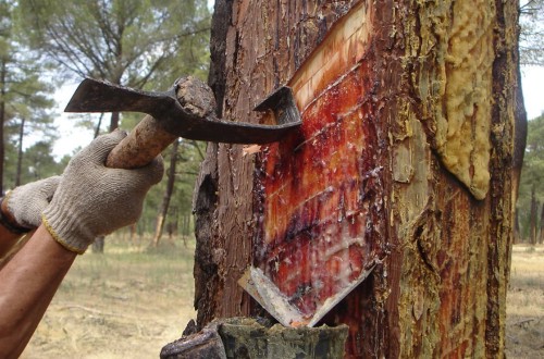 Nace la Asociación de Resineros de Soria fruto del proyecto GO-RESINLAB
