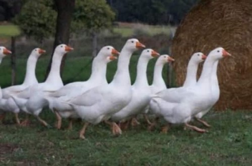 Detectado un foco de gripe aviar de alta patogenicidad en una granja de ocas de La Cistérniga, Valladolid