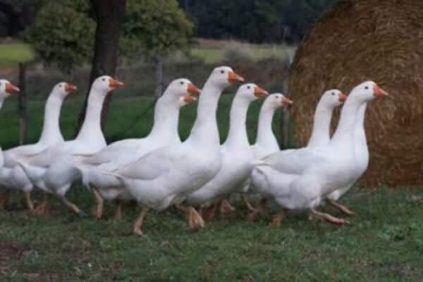 Detectado un foco de gripe aviar de alta patogenicidad en una granja de ocas de La Cistérniga, Valladolid