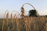 La FAO vuelve a recortar su previsión de producción mundial de cereales 2022/23