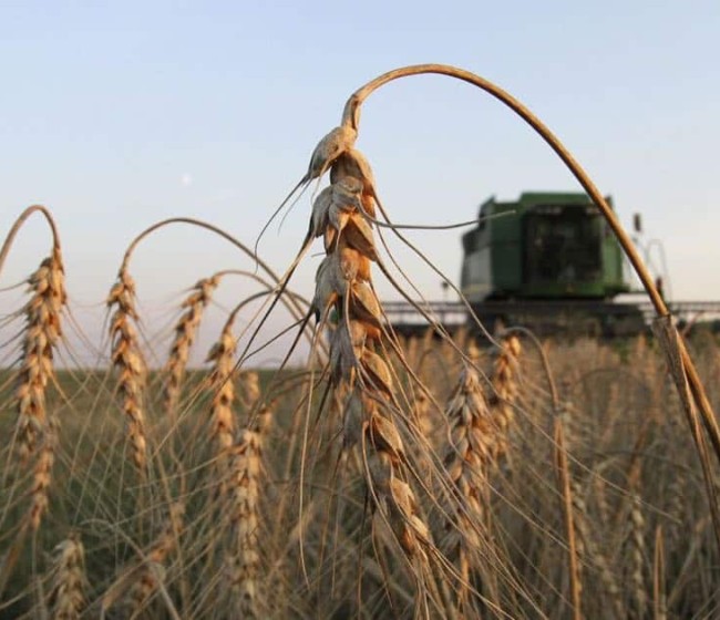 La FAO vuelve a recortar su previsión de producción mundial de cereales 2022/23